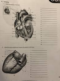Last updated on sat, 03 apr 2021 | human anatomy. Solved A Labeling 1 Label The Anatomy Of The Heart 13 Chegg Com