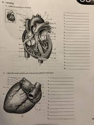 The artery stems from the iliac artery, which is located in the femoral artery branches off into an artery called the profunda femoris artery, otherwise known as the deep femoral artery or deep artery of the thigh. Solved A Labeling 1 Label The Anatomy Of The Heart 13 Chegg Com