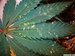 Besides its cold hardiness, brown turkey fig tree is an easy tree to grow in almost all aspects. Dead Looking Brown Spots On My Leaves 420 Magazine