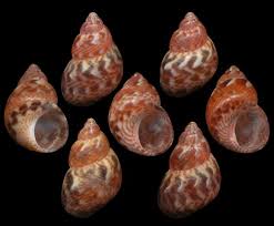 Image result for Tricalysia pallens