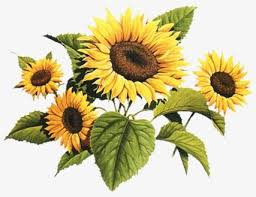 Sunflower Sunflower Clipart Flowers Flower Png Transparent Clipart Image And Psd File For Free Download Sunflower Drawing Sunflower Art Sunflower Clipart