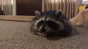 The raccoon needs toys and an outdoor. Pet Raccoon Spends His Days Riding A Boat And Hanging Out With A Golden Retriever Metro News