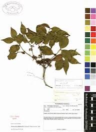 Image result for Warneckea sousae