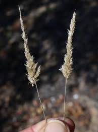 Image result for Enneapogon cenchroides