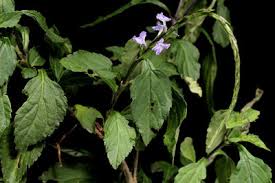 Image result for Chascanum adenostachyum