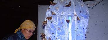 Image result for Emilia pseudactis