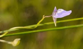 Image result for Utricularia tortilis