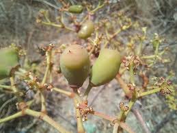 Image result for Cissus cornifolia