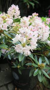 Pin On Hedging Plants