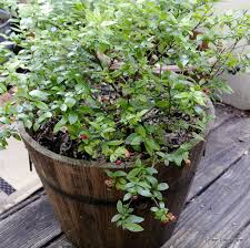 I have dug 2' by 2' by 2 foot deep holes. When To Add Perlite Soil To Container Gardens Countryside