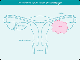 Welche Aufgaben Haben Die Eierstocke Ich Habe Eierstockkrebs Patientinnen Webseite Astrazeneca Eierstockkrebs