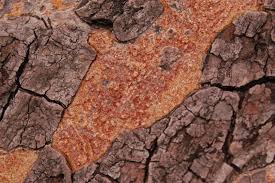 Image result for Guibourtia coleosperma