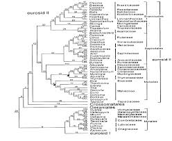 Image result for Synandrodaphne paradoxa