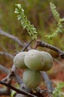 Image result for Burseraceae