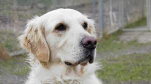 tiere suchen ein zuhause tierheim buch vom 26 03 2021 niederbayern tv passau