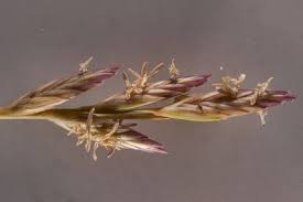 Image result for Halopyrum mucronatum