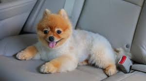 While daily brushing is ideal, dr. How Often Should You Bathe Your Dog Love Of A Pet Dog Teeth Dog Grooming Clippers Brushing Dogs Teeth