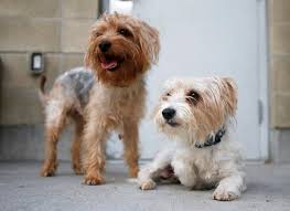 Find out how to handle the resulting it was developed by crossing the yorkshire terrier with the miniature or toy poodle. Billings Animal Shelter Adopting Out Dozens Of Yorkie Poodles After Owner Surrenders Them Local News Billingsgazette Com