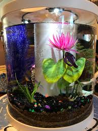 Thank you so much for liking, commenting, subscribing, and sharing! My New 3 5 Gallon Tank Any Suggestions Bettafish