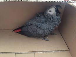 Rehomed African Grey Parrot Bird Milnerton Cape Town Western Cape Wc South Africa - F28979 African Grey African Grey Parrot South Africa