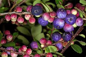 Image result for Myrsine africana