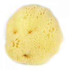 This is a single natural tropical sea sponge. Beaming Baby Natural Sea Sponge Beaming Baby