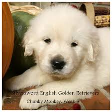 Mar 19, 2019 · comparing english lab with american lab puppies from quite an early age, an experienced breeder or labrador enthusiast will be able to identify an english lab puppy from an american lab puppy. Silversword English Golden Retrievers Silversword Akc Registered English Golden Retrievers
