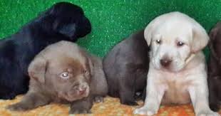 Labrador Yavru Fiyatlari 05412625853 Labrador Yavrulari Labrador Retriever Labrador Retrievers