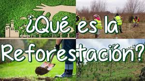 Esa fue la pregunta que realizó un estudiante. Que Es La Reforestacion Y La Deforestacion Causas De La Deforestacion Youtube