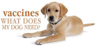 Learn the shots your puppy needs and why they are so important. Canine Vaccines Dvc Recommends