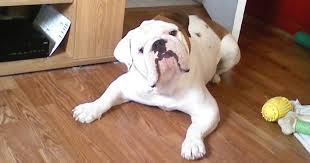 Mollett victorian bulldogs america is the exclusive breeder of authentic mollett line victorian bulldogs. The Victorian Bulldog And Its Importance The Dodo