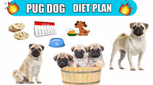 Everything that a dog consumes will affect their health, both now and in the future. Pug Dog Diet Plan Pug Dog Diet Chart In Hindi Pug Dog Best Food Youtube