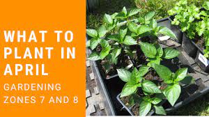 Maybe you would like to learn more about one of these? What To Plant In Your Garden In April Zones 7 And 8 Youtube