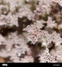 Image result for Polycarpaea eriantha