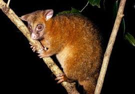 Coppery Rainforest Form Of The Common Brushtail Possum Atherton Tablelands Queensland Australia Nationalpar Rainforest Animals Australian Animals Possum