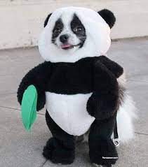 Adorable Panda Puppy Dog Costume Can T Really Guess If Its A Panda Or A Dog It Is Panda Costume With Arms For Your Cute Panda Puppy Panda Dog Panda Costumes
