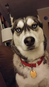 Why So Serious Most Beautiful Dog Breeds Husky With Blue Eyes Kitten Lover