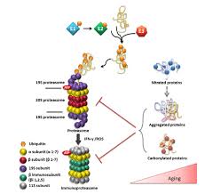 Search for exact phrases can be carried out using single quotes (e.g., 'nucleotide excision repair complex'). Overview Of The Ubiquitin Ub Proteasome System And Its Substrates In Download Scientific Diagram