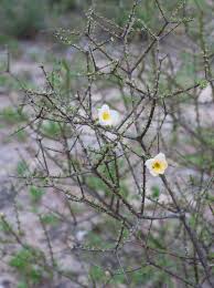 Image result for Rhigozum