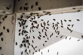 Check spelling or type a new query. How To Get Rid Of Cluster Flies Effective Methods Diy Pest Control