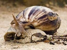 El caracol gigante africano, es la especie más grande de caracoles terrestres creciendo unos 20 cm de longitud. Caracoles Africanos Home Facebook
