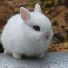 Black And White Bunny Names Dwarf Bunny Must Have Dwarf Bunnies Dwarf Rabbit Netherland Dwarf Bunny