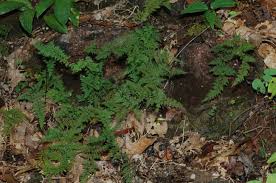 Image result for Cheilanthes involuta