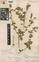 Image result for Cadaba farinosa