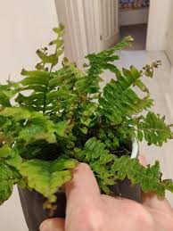 Maybe you would like to learn more about one of these? My Boston Ferns Are Dying And I Don T Know Why Please Help Imgur