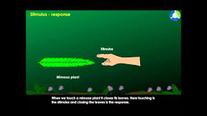 Types Of Stimuli Control And Co Ordination In Organisms Cbse Grade 7 Biology Youtube