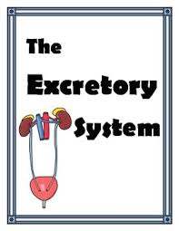 Excretory System Unit Excretory System How To Memorize Things Middle School Student