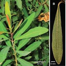 Image result for Syzygium komatiense