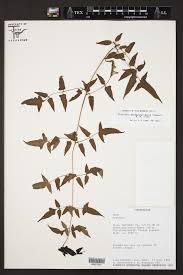 Image result for Blotiella