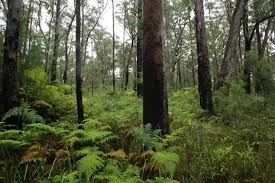 Image result for Digitaria gymnostachys